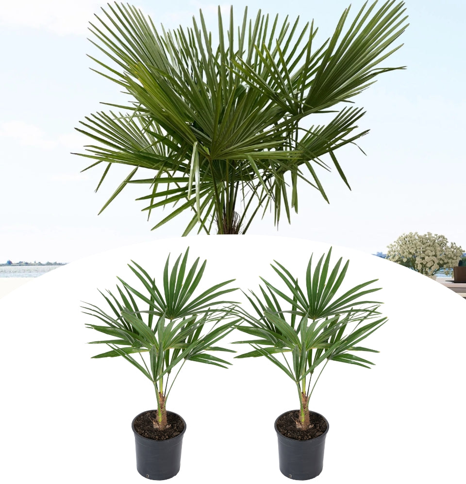 OH2 Juego de 2 palmeras Trachycarpus Fortunei resistentes al invierno medianas