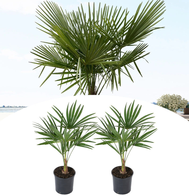 OH2 Set of 2 Trachycarpus fortunei Winter hardy palms medium