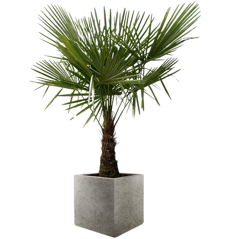 OH2 Set of 2 Trachycarpus fortunei Winter hardy palms medium