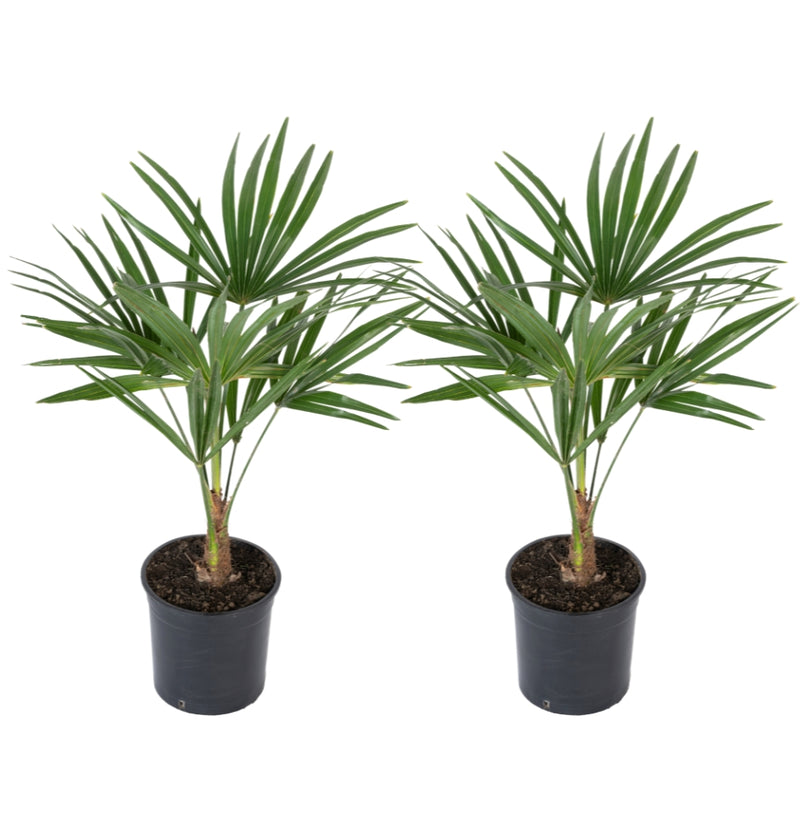 Set van 2 Trachycarpus fortunei Winterharde palmen medium