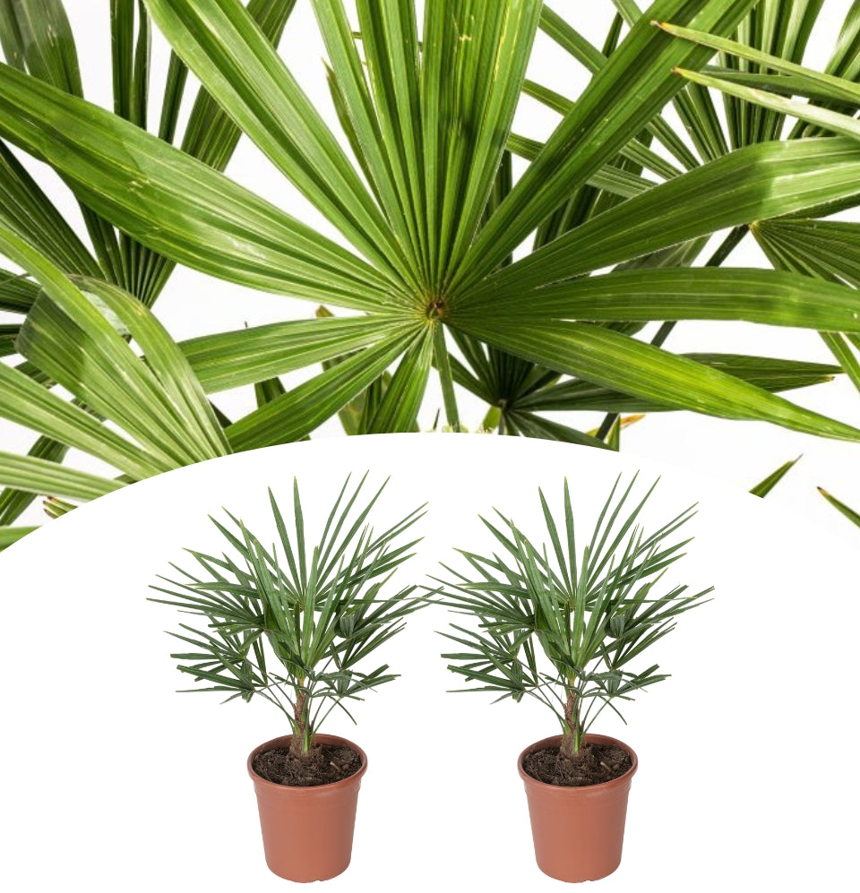 OH2 Juego de 2 palmeras Trachycarpus Fortunei resistentes al invierno XL