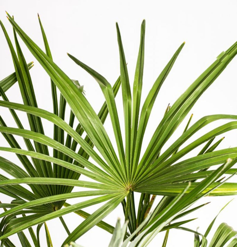 OH2 Lot de 2 palmiers Trachycarpus fortunei résistants à l'hiver XL