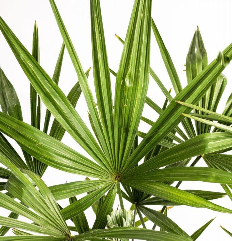 OH2 Lot de 2 palmiers Trachycarpus fortunei résistants à l'hiver XL