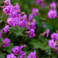 3 Ooievaarsbek ‘Geranium macrorrhizum Bevan’s Variety’ Ø9 cm ↕15 cm