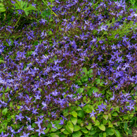 3 Sterklokje ‘Campanula poscharskyana’ Ø9 cm ↕15 cm