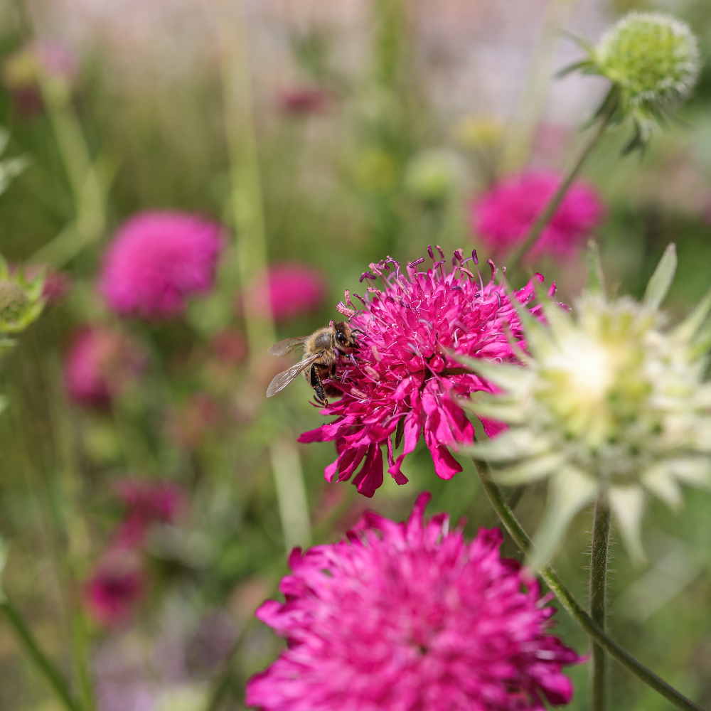 3  Beemdkroon ‘Knautia macedonica’ Ø9 cm ↕15 cm