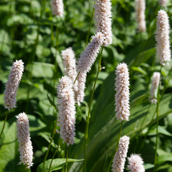 3  Duizendknoop ‘Persicaria affinis Superba’ Ø9 cm ↕15 cm