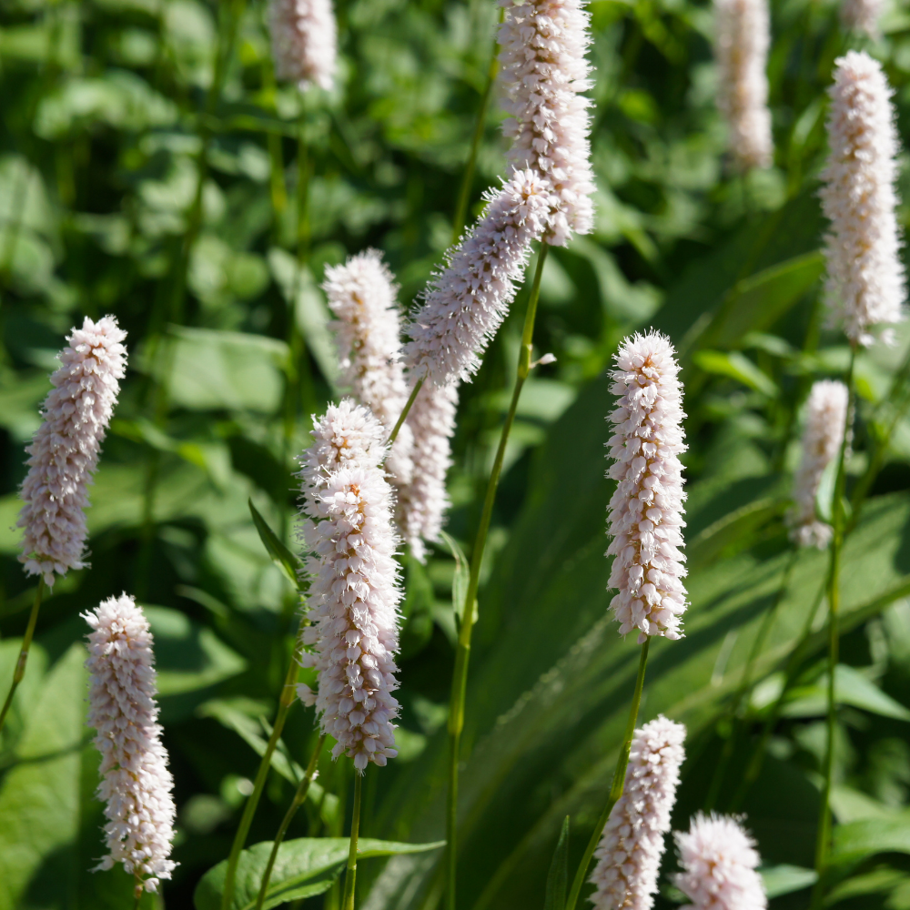 3  Duizendknoop ‘Persicaria affinis Superba’ Ø9 cm ↕15 cm