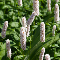 3  Duizendknoop ‘Persicaria affinis Superba’ Ø9 cm ↕15 cm