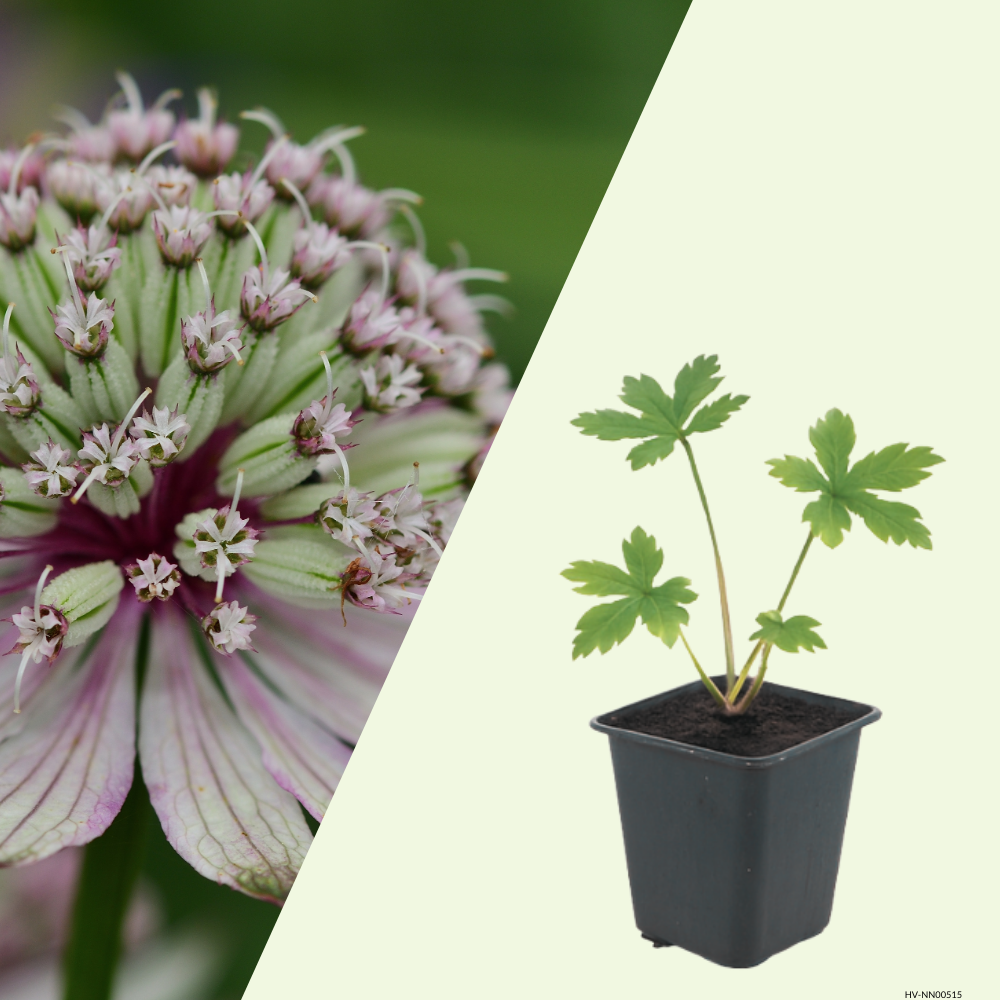 Astrantia major (Zeeuws knoopje), set van 3, vaste borderplant
