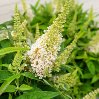 Buddleja Butterfly Candy (Vlinderstruik Little White) Witte bloei voor zonnige plek