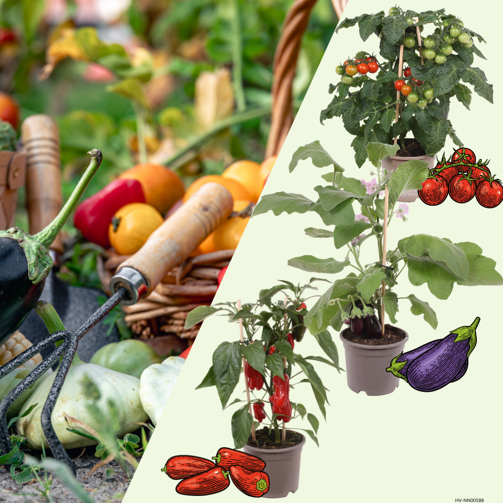 3 BIO Groente Planten 'Mediterrane Mix' Ø14 cm ↕40 cm