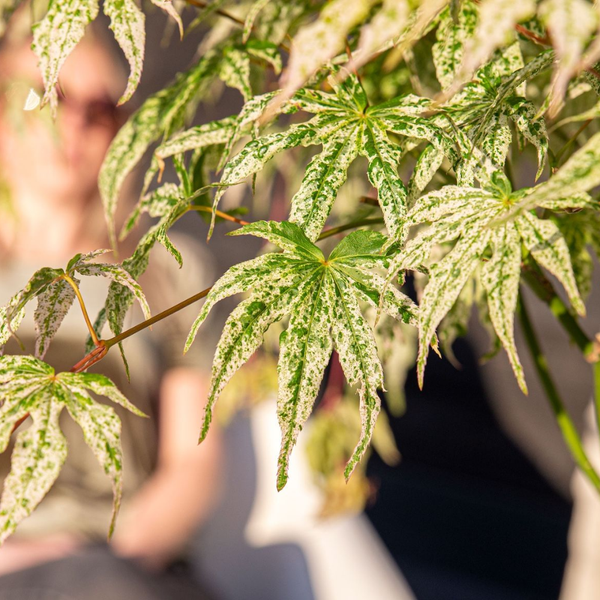Acer palmatum Ukigumo (Japanse Esdoorn) Wit gemarmerd blad voor beschutte plek