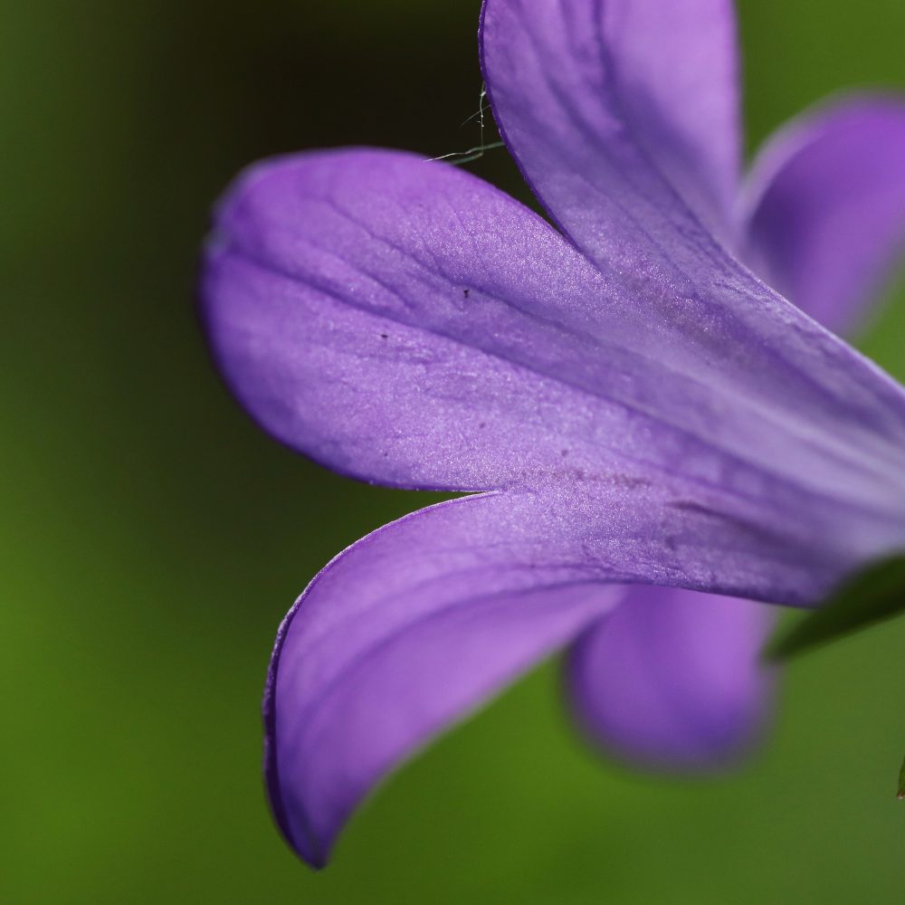 3 Sterklokje ‘Campanula poscharskyana’ Ø9 cm ↕15 cm
