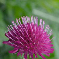 3  Beemdkroon ‘Knautia macedonica’ Ø9 cm ↕15 cm