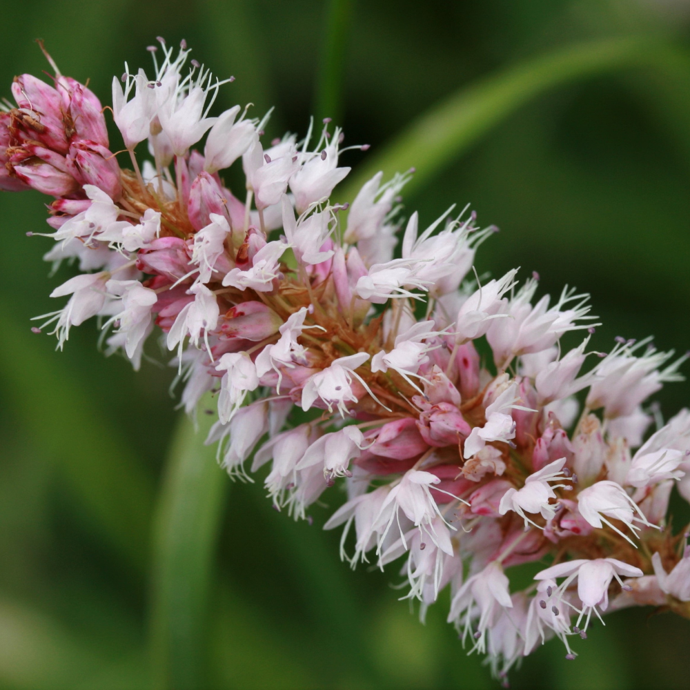 3  Duizendknoop ‘Persicaria affinis Superba’ Ø9 cm ↕15 cm