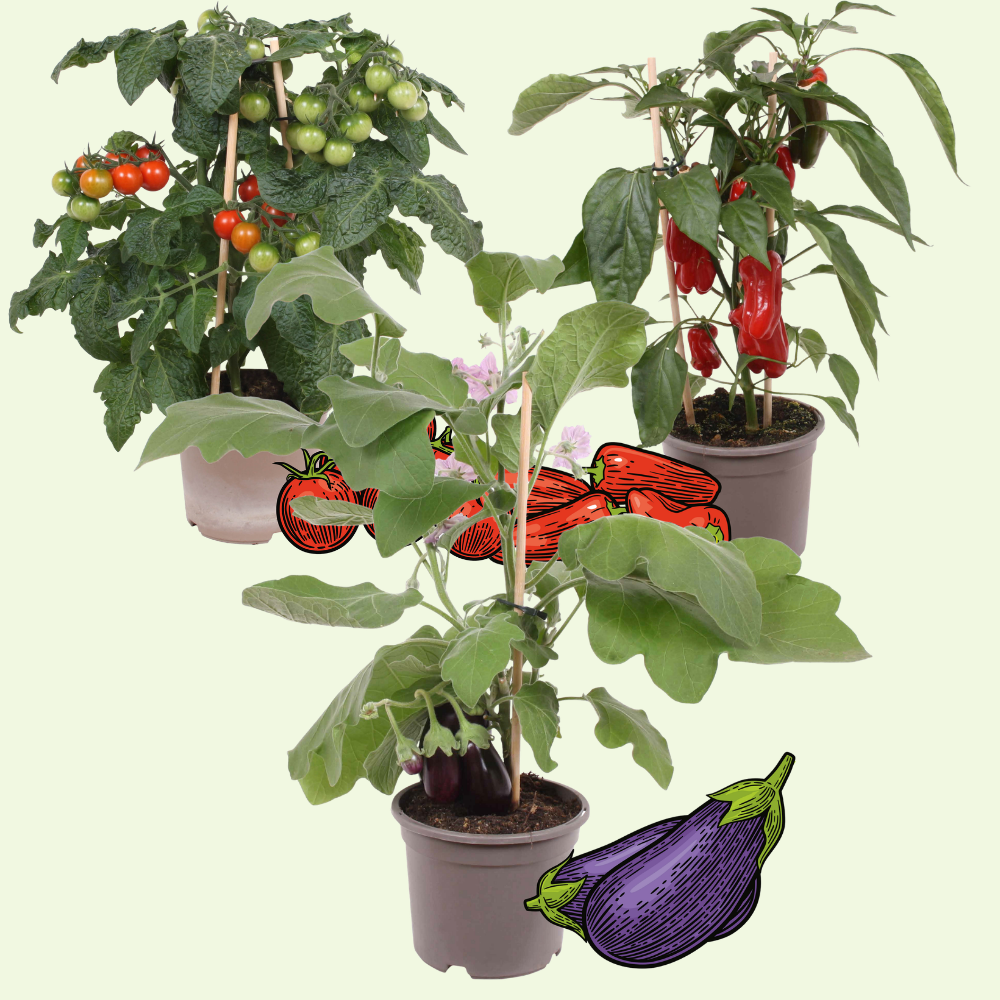 3 BIO Groente Planten 'Mediterrane Mix' Ø14 cm ↕40 cm