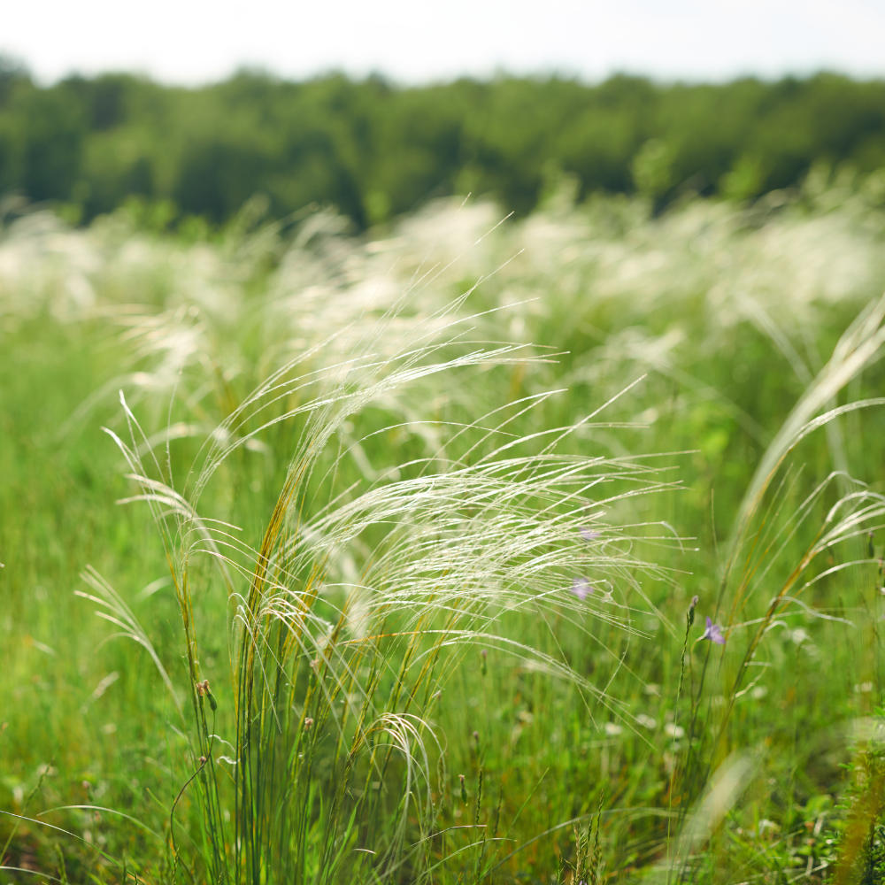 NatureNest Border Package Lila