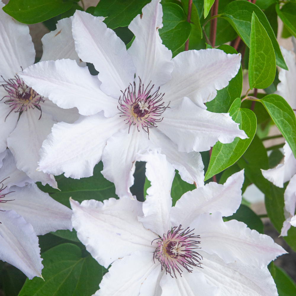 1 Clematis wit ‘Clematis’ Ø23 cm ↕80 cm