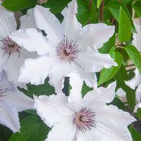 1 Clematis wit ‘Clematis’ Ø23 cm ↕80 cm