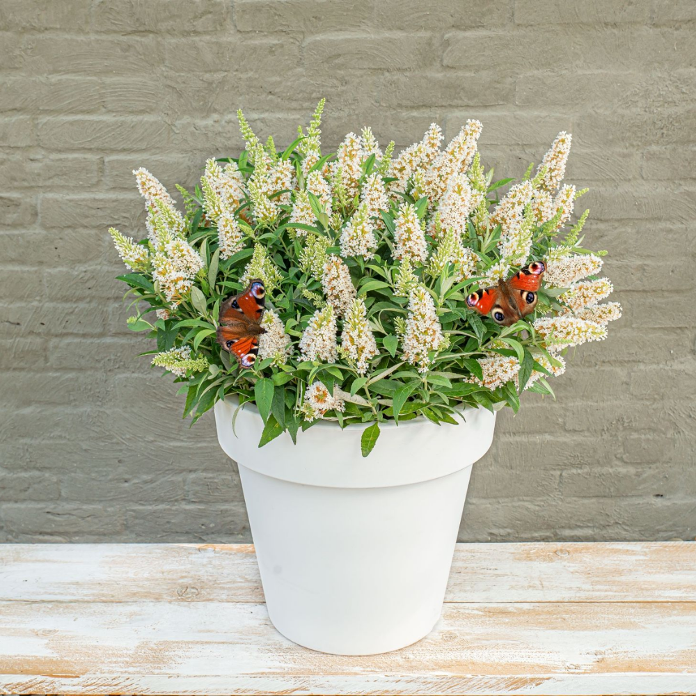 Buddleja Butterfly Candy (Vlinderstruik Little White) Witte bloei voor zonnige plek