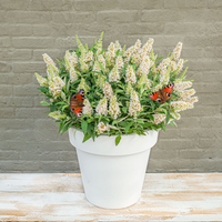 Buddleja Butterfly Candy (Vlinderstruik Little White) Witte bloei voor zonnige plek