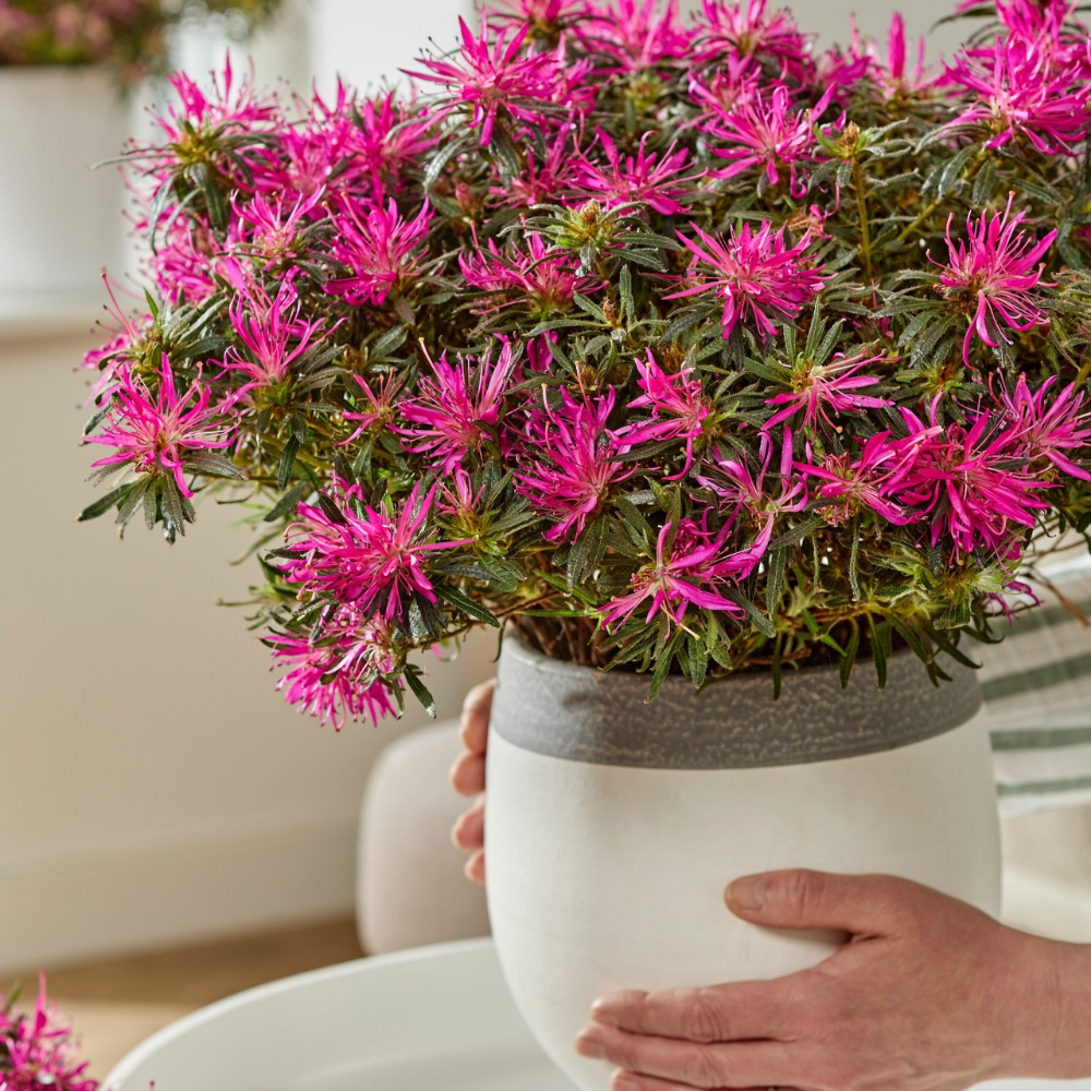 Rhododendron Azalea StarStyle Lila (Azalea StarStyle Lila) set van 6, Lila bloemen voor tuin en pot