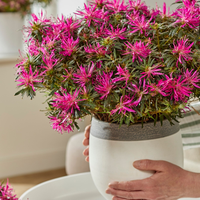 Rhododendron Azalea StarStyle Lila (Azalea StarStyle Lila) set van 6, Lila bloemen voor tuin en pot