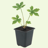 Astrantia major (Zeeuws knoopje), set van 3, vaste borderplant