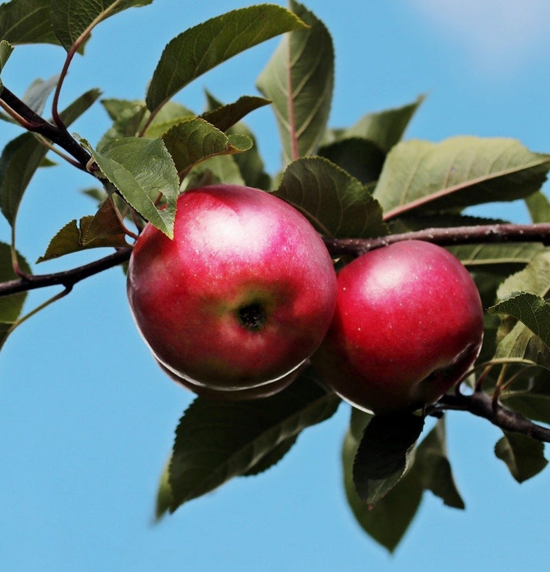 OH2 Set mit 5 XXL-Obstbäumen