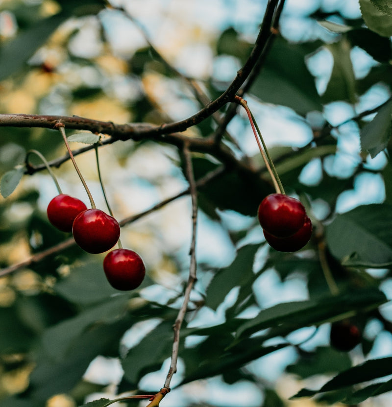 NatureNest Set van 3 XXL Fruitbomen