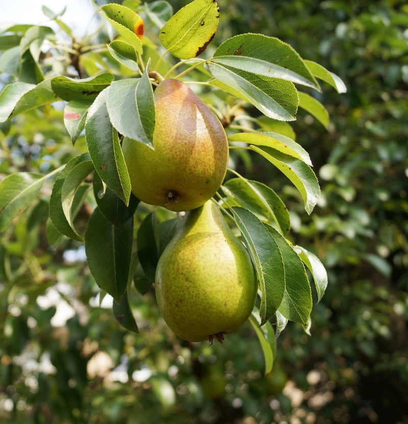 OH2 Lot de 3 arbres fruitiers XXL