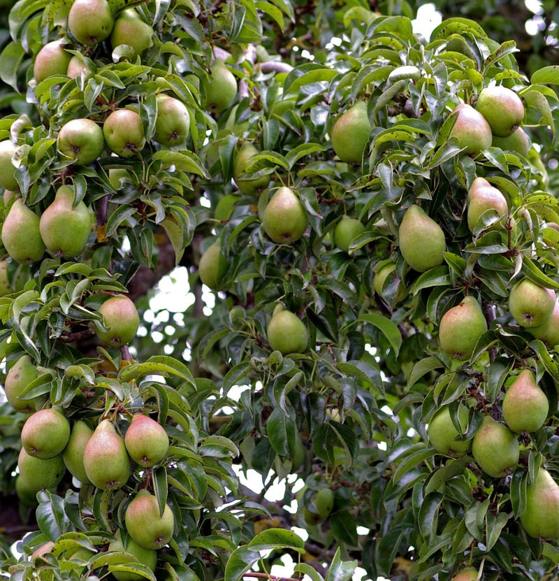 NatureNest Set van 3 XXL Fruitbomen