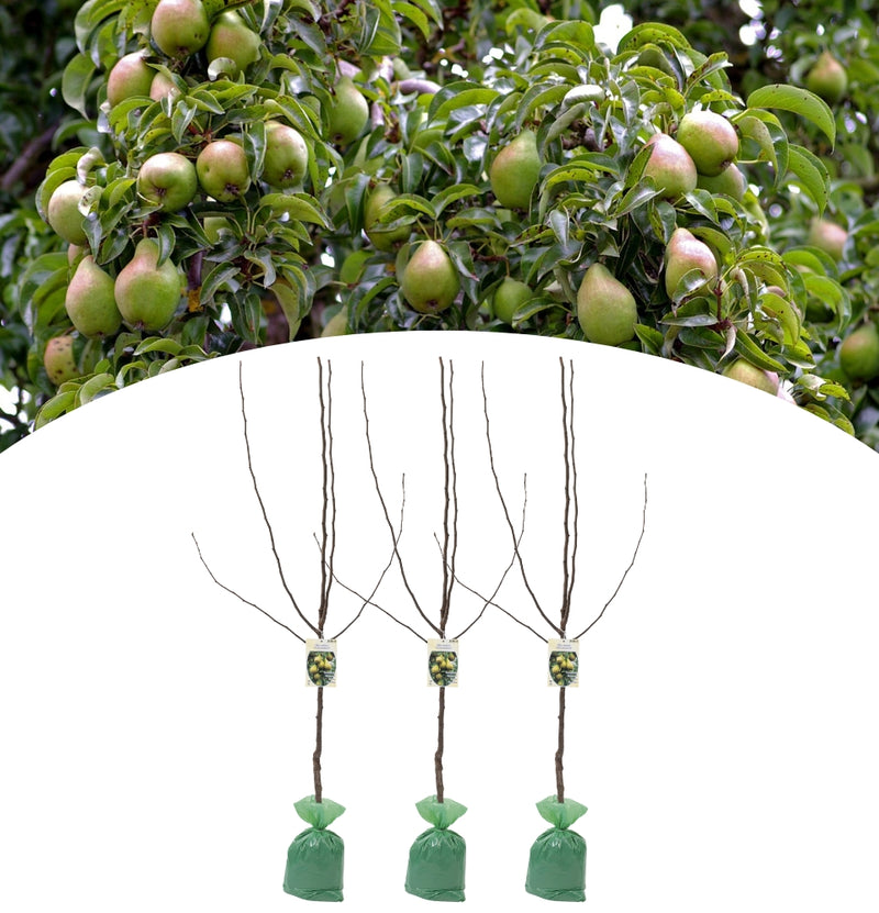 OH2 Set of 3 XXL Conference pear tree