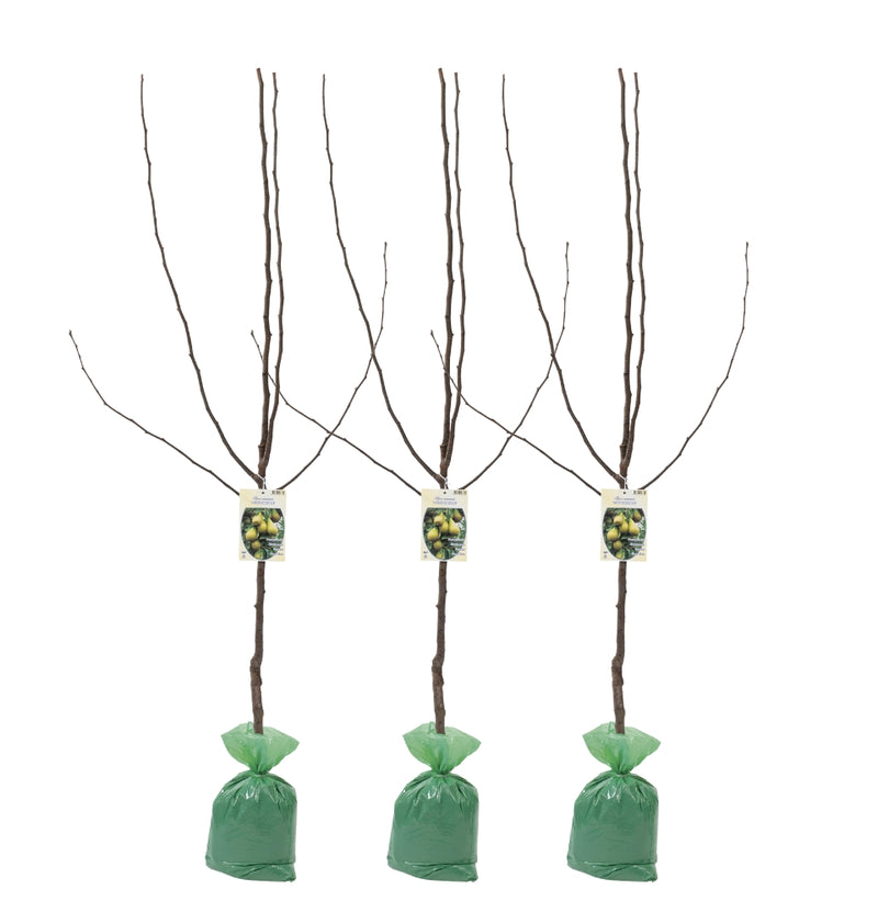 OH2 Set of 3 XXL Conference pear tree