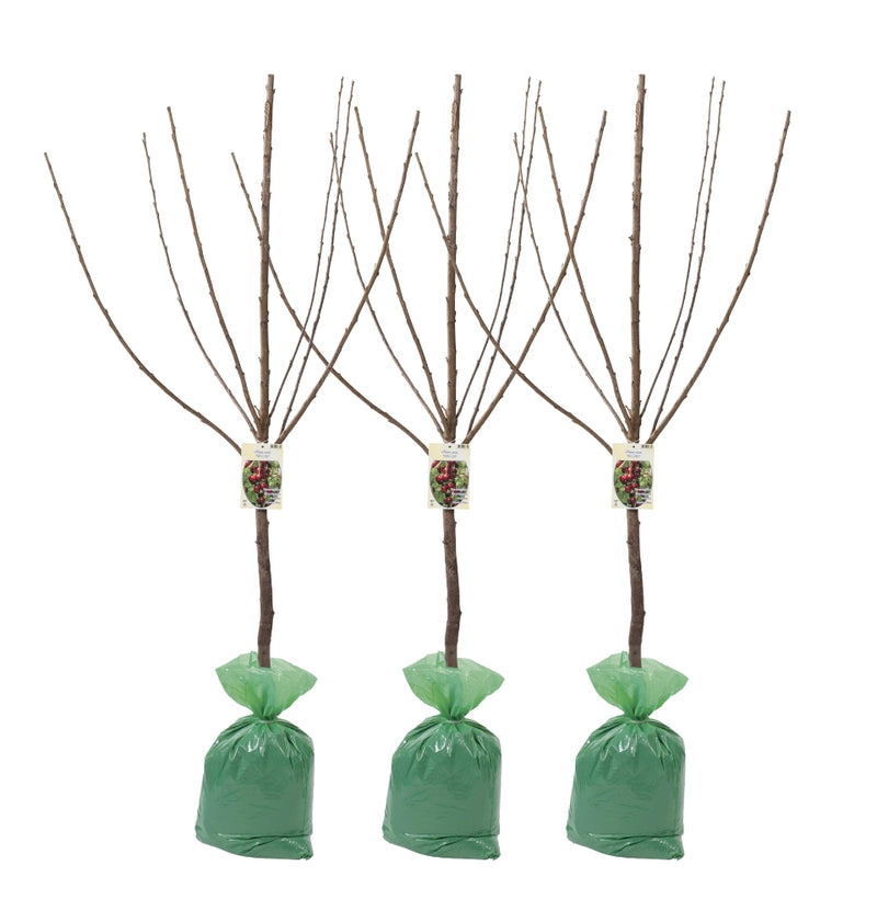 OH2 Set of 3 XXL Kordia sweet cherry tree