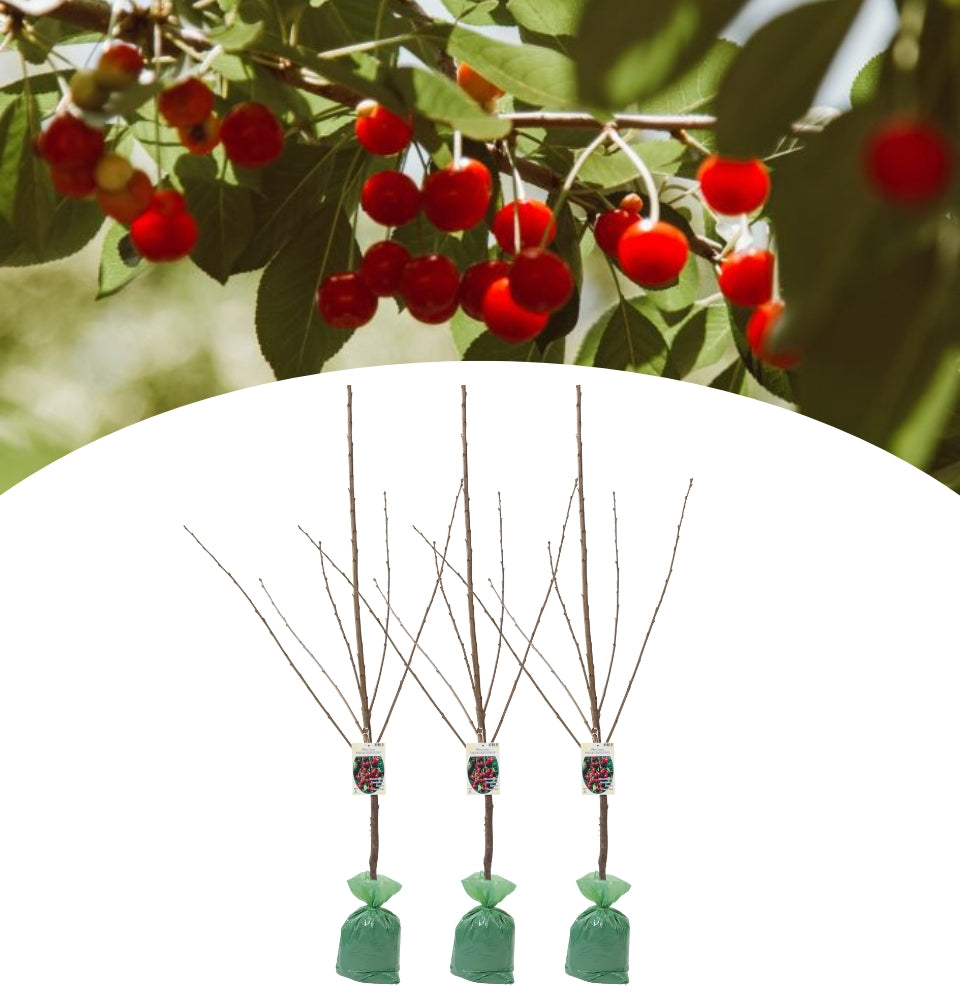 OH2 Set of 3 XXL Treasures Morelle sour cherry tree