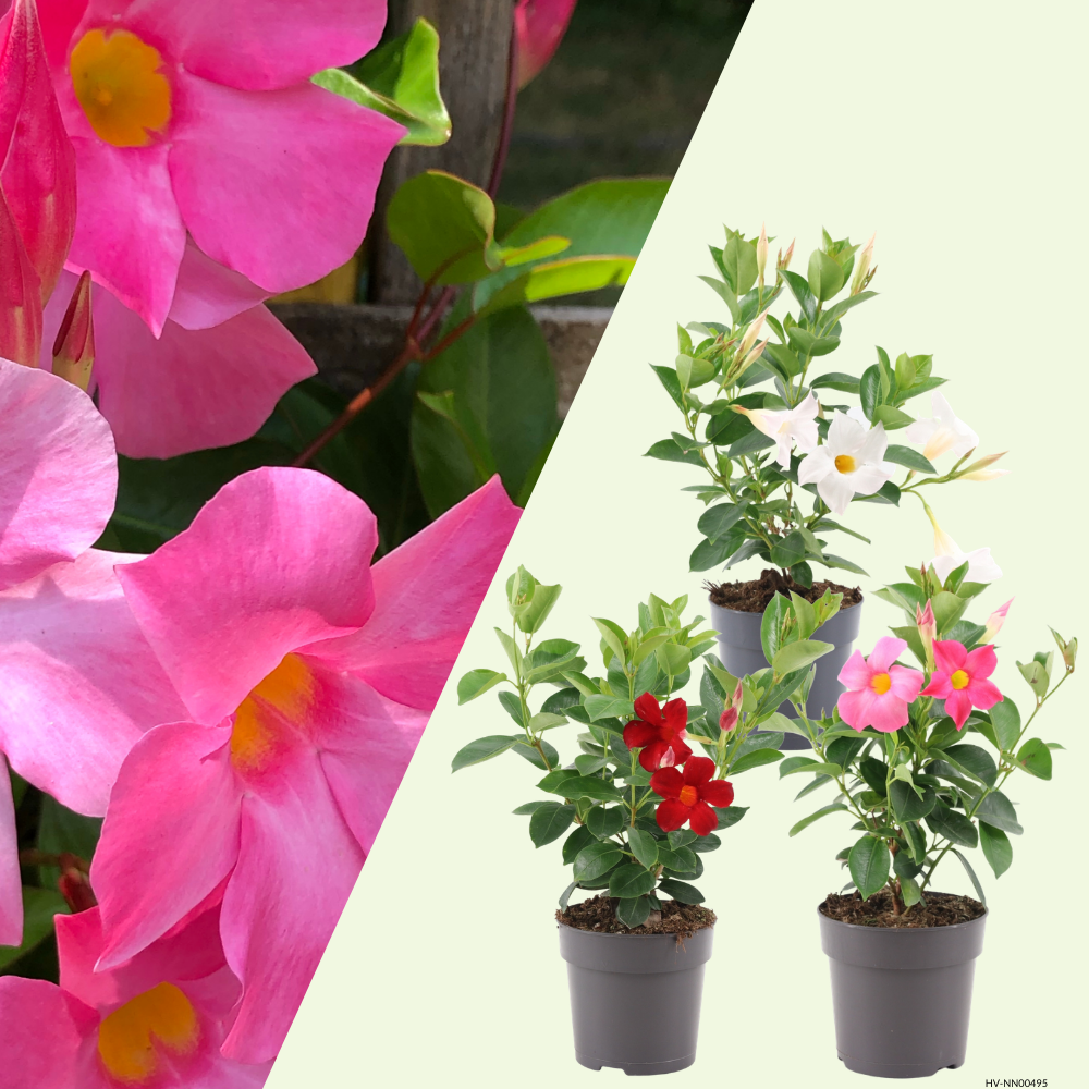 Dipladenia / Mandevilla (Mandevilla mix) Set van 3, bloeiende klimplanten