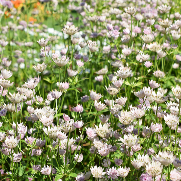 Astrantia major (Zeeuws knoopje), set van 3, vaste borderplant