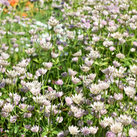 Astrantia major (Zeeuws knoopje), set van 3, vaste borderplant