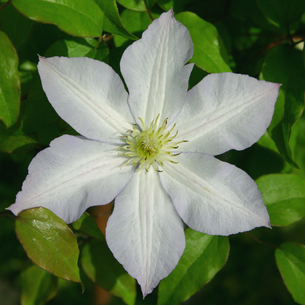 1 Clematis wit ‘Clematis’ Ø23 cm ↕80 cm