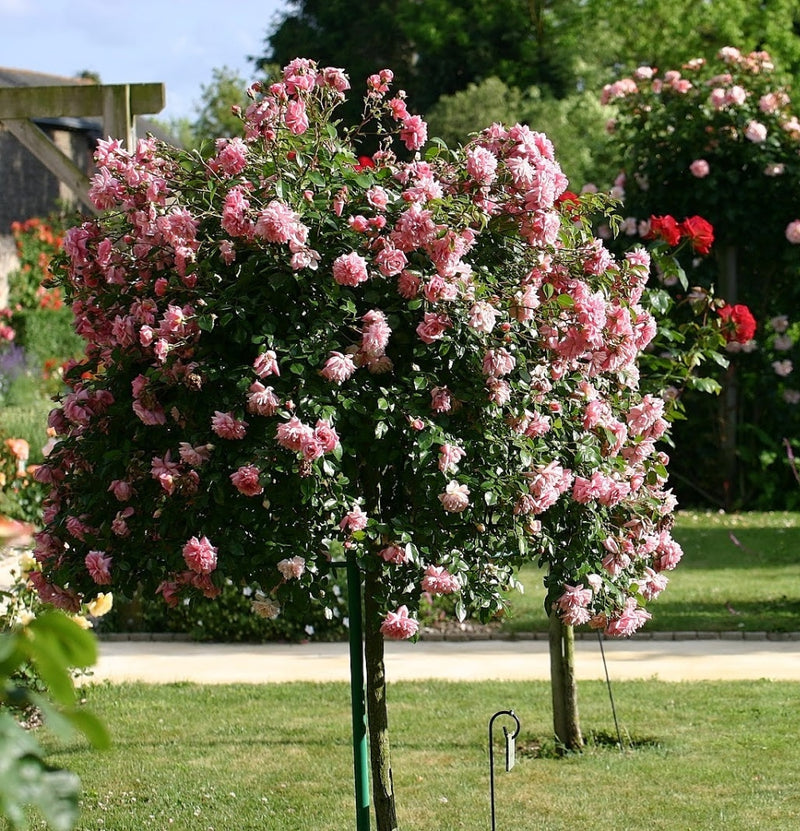 Conjunto de 3 rosas padrão OH2 XXL rosa