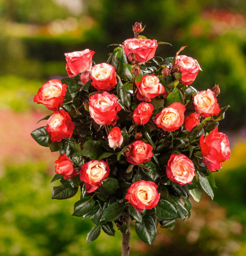 Conjunto de 3 rosas padrão XXL em 2 cores