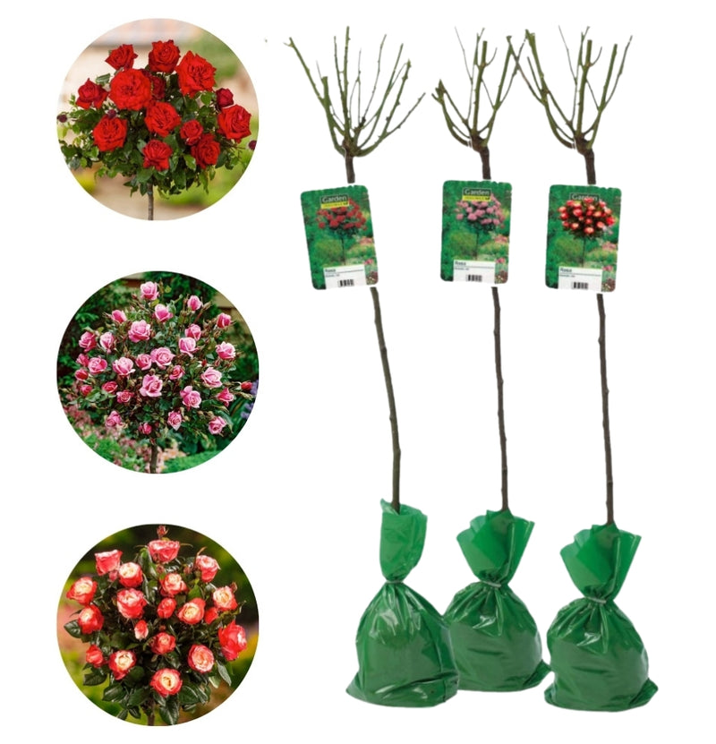 Set aus 3 x XXL-Stammrosen im Mix – 1 x Standardrose Rot, 1 x Standardrose Rosa, 1 x Standardrose 2-farbig