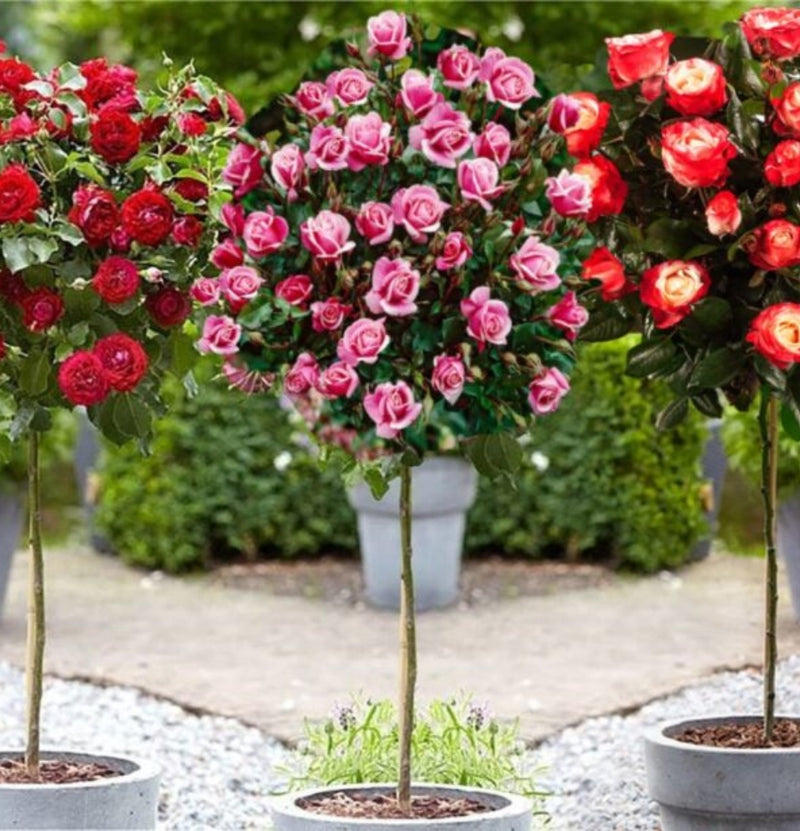 NatureNest - Set van 3 x XXL Stamrozen in Mix - 1 x Standard rose Red, 1 x Standard rose Pink, 1 x Standard rose 2-Colour