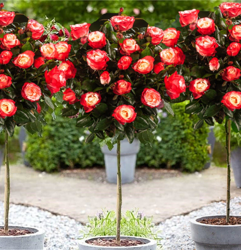 Lot de 3 x roses standards XXL en 2 couleurs