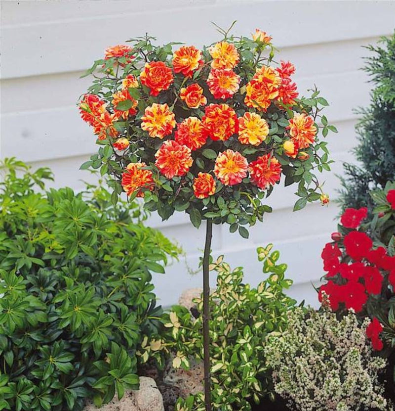 Lot de 3 x roses standards XXL en 2 couleurs