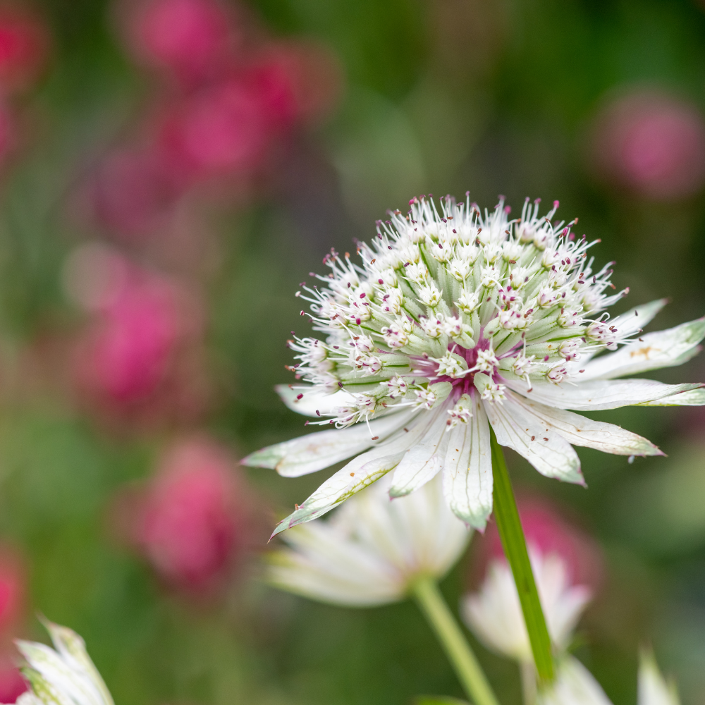 Astrantia major (Zeeuws knoopje), set van 3, vaste borderplant