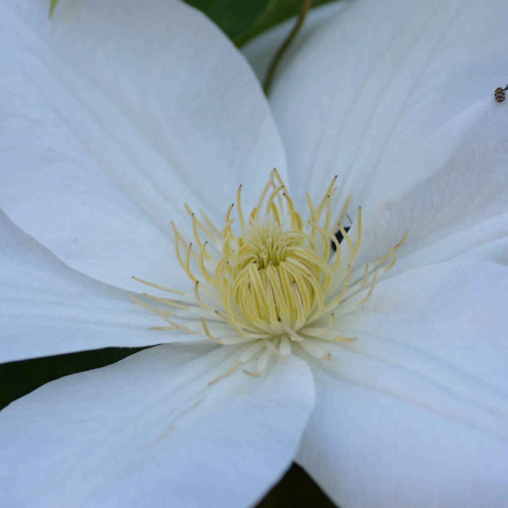 1 Clematis wit ‘Clematis’ Ø23 cm ↕80 cm