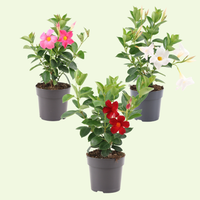 Dipladenia / Mandevilla (Mandevilla mix) Set van 3, bloeiende klimplanten